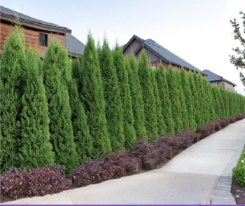 Emerald Green Arborvitae Cuttings - 10-15 cm Unrooted Evergreen Shrub for Propagation, Thuja occidentalis