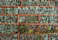 Succulent Leaf Cuttings Assorted Varieties for Propagation - Echeveria, Sedum, Crassula, Rosettes, Indoor & Outdoor