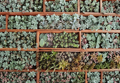 Succulent Leaf Cuttings Assorted Varieties for Propagation - Echeveria, Sedum, Crassula, Rosettes, Indoor & Outdoor