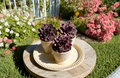 Echeveria Black Mamba 2.5-Inch Live Succulent Plant Dark Rosette Indoor Outdoor Houseplant