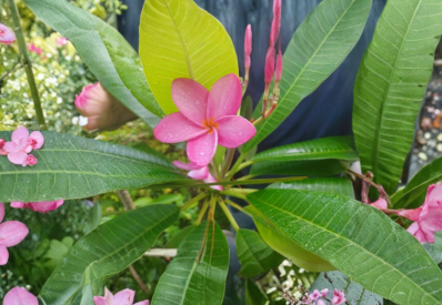 Unrooted Plumeria Cutting 8-10 Inch Single Tip for Propagation Tropical Frangipani Plant Scientific Name Plumeria spp.