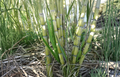 Sugarcane Live Plant Cuttings Set of 2 | Saccharum officinarum Tropical Grass with Leaves for Garden or Education