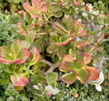Rainbow Jade Succulent Cuttings, Variegated Crassula Ovata, Indoor Outdoor Plant Propagation, 3 Unrooted Succulent Cuttings