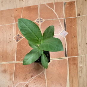 Giant Milkweed Live Plant | Calotropis procera | Tropical Ornamental Shrub with Lavender-White Blooms & Silvery Foliage