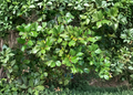 American Holly Unrooted Cuttings - Ilex opaca Evergreen Tree Propagation Material, 75+ Live Stems