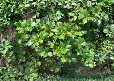 American Holly Unrooted Cuttings - Ilex opaca Evergreen Tree Propagation Material, 75+ Live Stems