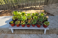 Aeonium Succulent Cluster Live Plant, 4-Inch Potted Green Rosette, Perennial Succulent, Container Plant