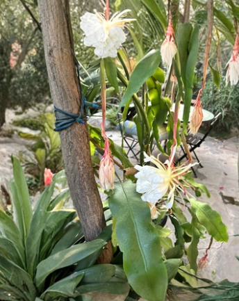 Epiphyllum oxypetalum Cutting Segments – Queen of the Night Orchid Cactus White Blooming Plant for Propagation