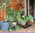 Rooted Arrowhead Plant Cuttings | Large Green Leaves | Syngonium podophyllum Indoor Tropical Houseplant