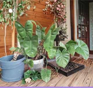 Rooted Arrowhead Plant Cuttings | Large Green Leaves | Syngonium podophyllum Indoor Tropical Houseplant