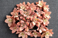 Graptosedum Alpenglow Succulent Plants, 2-Inch Rooted Rosette, Colorful Pink Purple Green, Drought Tolerant, Perennial