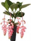 Medinilla Magnifica Royal Glow Rooted Starter Plant – Tropical Pink Flower Indoor Plant
