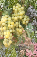 Sugar Sweet Seedless Grape Vine Cuttings, Grafting Scion Wood, Vitis, Fruit Vine, Perennial, Full Sun
