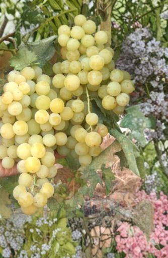 Sugar Sweet Seedless Grape Vine Cuttings, Grafting Scion Wood, Vitis, Fruit Vine, Perennial, Full Sun