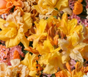 Golden Lights Deciduous Azalea Starter Plant | Rhododendron ‘Golden Lights’ | Bright Golden-Yellow Blooms | Cold-Hardy Shrub