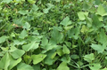 Beauregard Sweet Potato Slips 15 Live Organic Cuttings Ipomoea batatas for Planting in Garden Beds & Containers