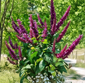 Purple Firespike Plant Cuttings Set of 6 | Odontonema spp. Tropical Flowering Shrub Unrooted Propagation