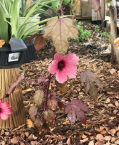 Cranberry Hibiscus Live Cuttings - Hibiscus acetosella Ornamental Foliage, Red Burgundy Leaves, Edible & Tropical Garden Plant