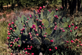 Prickly Pear Cactus Cutting Opuntia chlorotica Unrooted Pad for Propagation Desert Succulent Plant