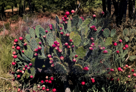 Prickly Pear Cactus Cutting Opuntia chlorotica Unrooted Pad for Propagation Desert Succulent Plant