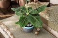Tiny Banana Plant Starter Musa ‘Truly Tiny’ - Compact Tropical Foliage Plant, Rooted Starter for Containers & Gardens