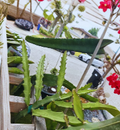 Desert King Dragon Fruit Cutting 8-12 Inch Selenicereus Pitaya Stem for Rooting, Climbing Cactus, Fruiting Vine