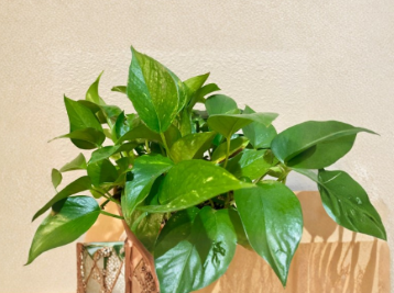 Green Pothos Cuttings Set of 3 | Epipremnum aureum Propagation Houseplant Starter