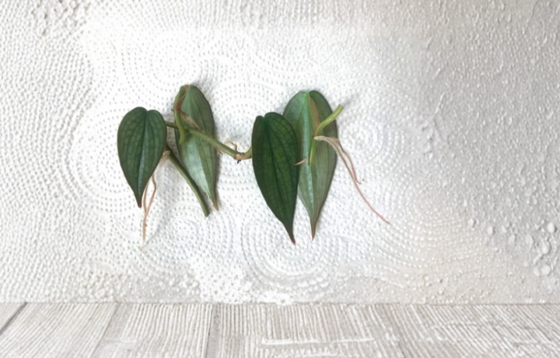 Philodendron Burle Marx Fantasy One Node Cutting Tropical Aroid for Vivarium Terrarium Indoor Plant