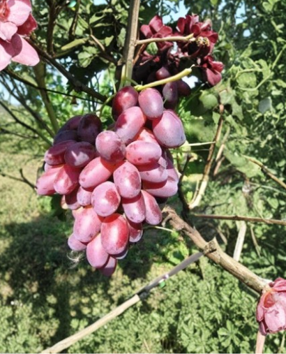 Rizamat Grape Cuttings 5 Vitis vinifera Fruit Vine for Rooting or Grafting, Table Grape Plant, Climbing Vine