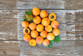 Royal Apricot Live Grafting Cuttings - Organic Prunus armeniaca, 5 Pieces for Home Orchard