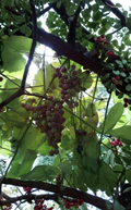 Catawba Grape Cuttings 12-14 Inch Vitis labrusca for Rooting and Grafting, Fruit Vine Propagation