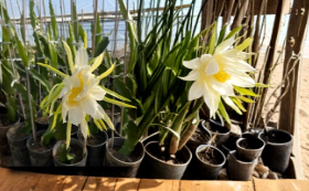 Connie Gee 1-2 Dragon Fruit Cuttings, Hylocereus spp., Climbing Pitaya Cactus, Ready for Planting, Propagation, Garden, Container