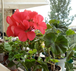 Zonal Geranium Cuttings 5 Inch Pelargonium hortorum Unrooted Flowering Plant Pack