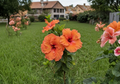 Cajun Orange Crush Hibiscus Cuttings 2 Pack Hybrid Tropical Flowering Plant Stems for Propagation
