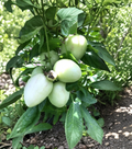 Pepino Melon Cuttings Set of 6 – Vista Variety Solanum muricatum Live Plant Propagation Starter