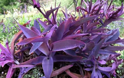 Purple Heart Tradescantia Pallida Cuttings – Live Trailing Plant, Unrooted Stems, Vibrant Purple Foliage, Groundcover & Container Use