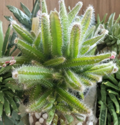 Dog Tail Cactus Cuttings Set of 4, Aporocactus flagelliformis, Trailing Succulents for Propagation & Hanging Baskets