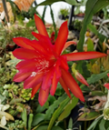 Epiphyllum Fayette Orchid Cactus Unrooted Cuttings 8–10 Inch Trailing Epiphytic Cactus Segment