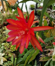 Epiphyllum Fayette Orchid Cactus Unrooted Cuttings 8–10 Inch Trailing Epiphytic Cactus Segment