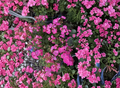 Organic Ivy Geranium Cuttings Set of 3 - Hot Pink Trailing Pelargonium peltatum Unrooted Plants
