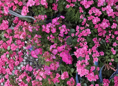 Organic Ivy Geranium Cuttings Set of 3 - Hot Pink Trailing Pelargonium peltatum Unrooted Plants