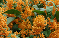 Apricot Echo Sweet Olive Plant | Rooted Starter Shrub Osmanthus fragrans Fragrant Evergreen for Garden or Container
