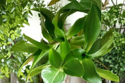 Live Callisia Fragrans Basket Chain Plant Rooted Cutting - Trailing Indoor Houseplant, Easy Care, Green Foliage