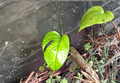Amydrium Medium Cutting - Tropical Climbing Aroid with Fenestrated Leaves, Indoor Houseplant, Unrooted Stem, Propagation Plant