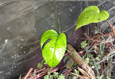 Amydrium Medium Cutting - Tropical Climbing Aroid with Fenestrated Leaves, Indoor Houseplant, Unrooted Stem, Propagation Plant