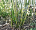 Rooted Sugarcane Cuttings Live Tropical Plant Saccharum officinarum for Garden, Landscape, Greenhouse