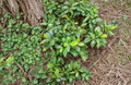 Water Oak Saplings 12-20 Inches Rooted Quercus nigra Native Shade Tree for Landscaping
