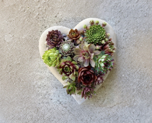 Set of 6 Live Sempervivum Succulent Plants - Colorful Hens and Chicks Varieties for Rock Gardens & Containers