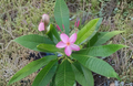 Unrooted Plumeria Cutting 8–10 Inches for Propagation, Frangipani Plant, Tropical Flowering Tree, Garden, Container