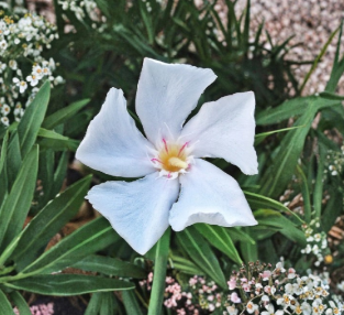 White Oleander Cuttings 7 Pack 6-Inch Unrooted Flowering Shrub Stems Nerium Oleander